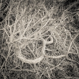 Tangle | Breakwater Country Park