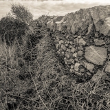 Weather-beaten  |  Breakwater Country Park