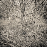 Looking In | Breakwater Country Park