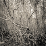 Wild Growth | Breakwater Country Park