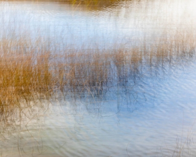 Reeds, Impressions in Blue & Gold | Skye