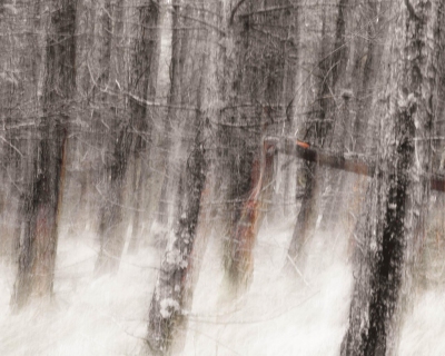 Winter Trees | Skye