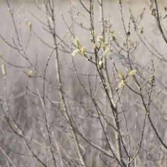 First Buds | Red Wharf Bay