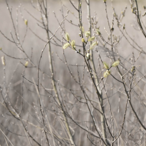 First Buds | Red Wharf Bay