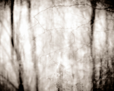 Tendrils | Glen Nevis