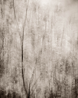 Shimmer | Glen Nevis