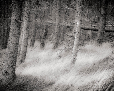 Broken | Sgianadin, Skye