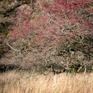 Autumnal Blaze | Lake District
