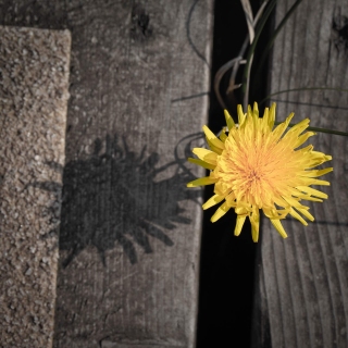 Dandelion through Board Walk | Red Wharf Bay