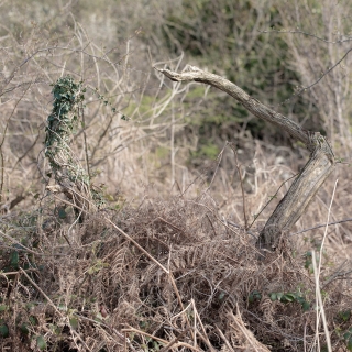 First Greens | Red Wharf Bay