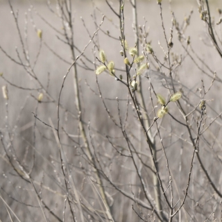 First Buds | Red Wharf Bay