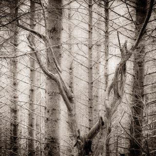 Tracery:2 | Lochan Trail, Invercoe