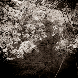 Rowan | Lochan Trail, Invercoe
