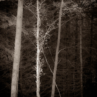 Birch | Lochan Trail, Invercoe