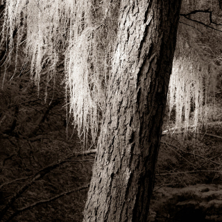 Ray of Light | Lochan Trail, Invercoe