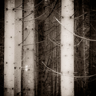 Gatekeepers | Lochan Trail, Invercoe