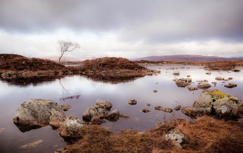 Tree | Lochan na h-Achlaise
