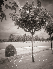 Love & Remembrance | Rose Bushes &Fallen Petals