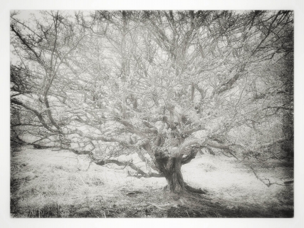 Tree Study:1 | Arthog, Wales