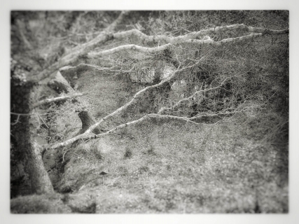 Tree Study:2 | Arthog, Wales