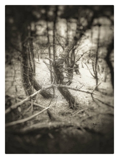 Woodland Chaos | Arthog, Wales