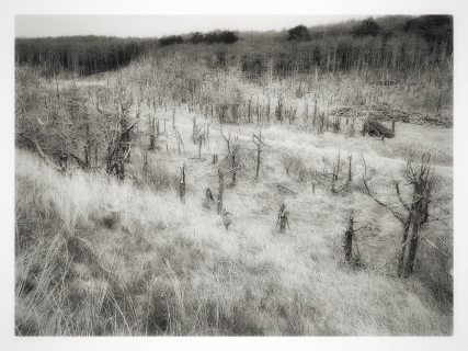 Newborough Forest:1 | LLanddwyn Bay