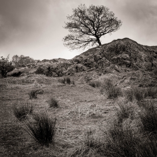 Stalwart | Cwm Llan