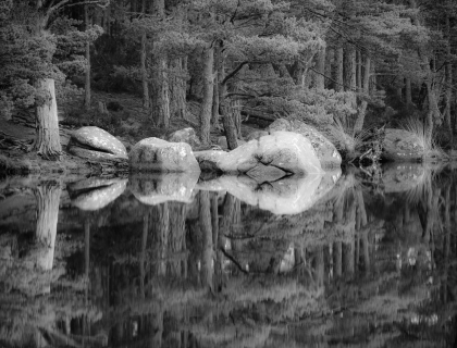 Reflection | Loch Garten